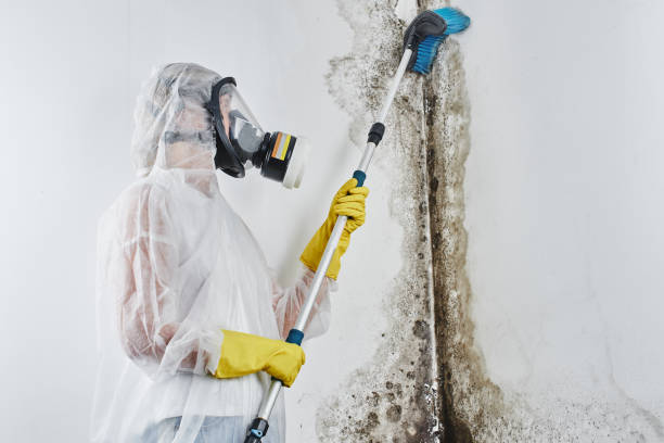 Best Fast Mold Removal  in Portsmouth, NH