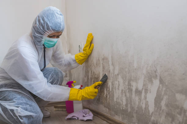 Attic Mold Removal in Portsmouth, NH