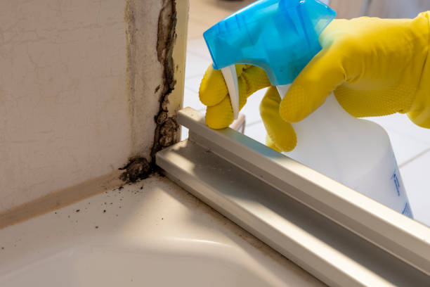 Best Mold Removal Company Near Me  in Portsmouth, NH