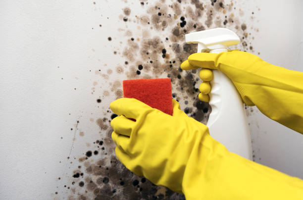 Best Office Mold Removal Services  in Portsmouth, NH
