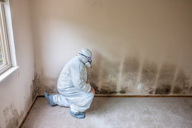 Best Home Mold Removal  in Portsmouth, NH