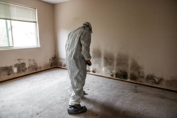 Portsmouth, NH Mold Removal Pros