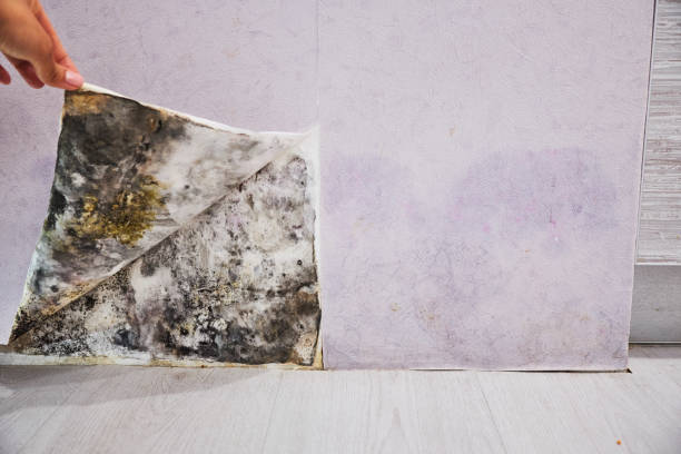 Professional Mold Removal in Portsmouth, NH